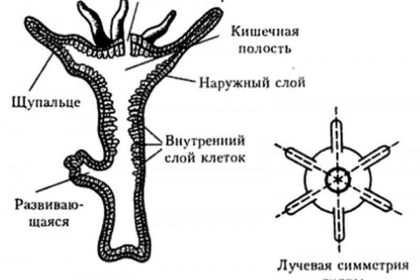 Кракен что это такое наркотики